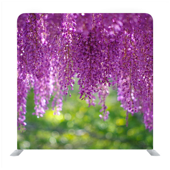 A wisteria flower in full bloom with a refreshing scent Backdrop - Backdropsource